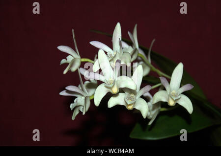 Hyrbrid orchidee su sfondo nero - Dendrobium x delicatum Foto Stock