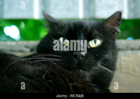 Сlose-up ritratto di gatto nero che si snoda la sua testa da lato a lato o guarda direttamente la lente. All'esterno. Soft focus. Close-up. Foto Stock