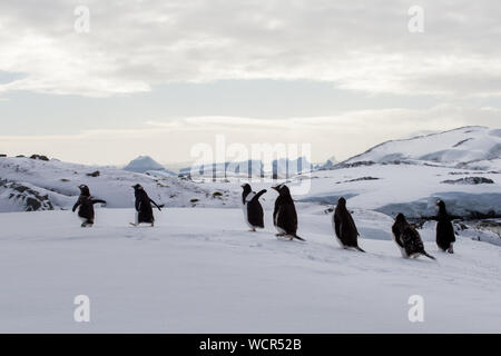 Un gruppo di piccoli pinguini Gentoo tentare di scappare in Antartide, sul ghiaccio Foto Stock