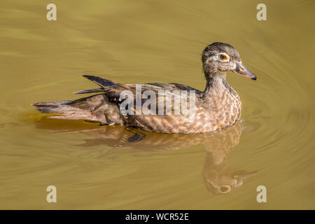 Un singolo giovani femmine di anatra di legno intorno a nuoto in acque aperte delle zone umide in estate su una luminosa giornata di sole Foto Stock