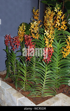 Visualizzazione di giallo e rosso aranda orchidee Foto Stock