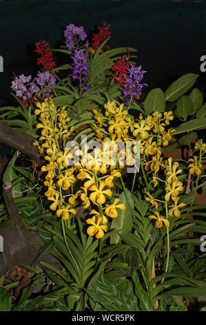 Display del giallo, viola e rosso aranda orchidee Foto Stock