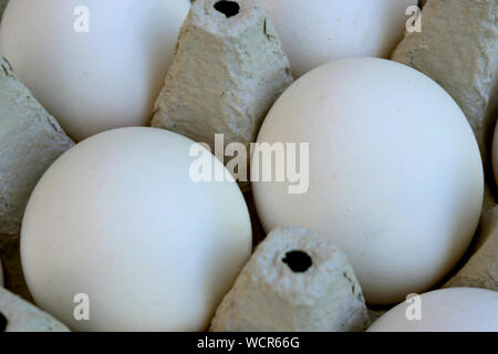 Bianco uova di pollo sono fresche, impilati in modo ecologico di imballaggi di cartone. Sfondo di cibo. Close-up. Foto Stock