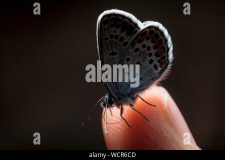 Plebeius idas. Butterfly ballo di nozze per la mano Foto Stock