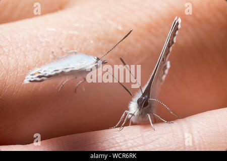 Plebeius idas. Butterfly ballo di nozze per la mano Foto Stock