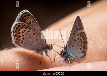 Plebeius idas. Butterfly ballo di nozze per la mano Foto Stock