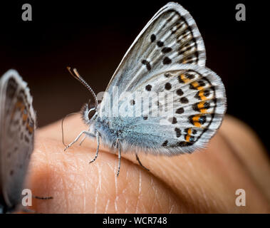 Plebeius idas. Butterfly ballo di nozze per la mano Foto Stock