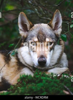 Colpo di closeup verticale di un wolfdog yamnuska sul blurry sfondo piante verdi Foto Stock