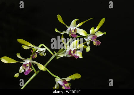Dendrobium orchidee su sfondo nero Foto Stock