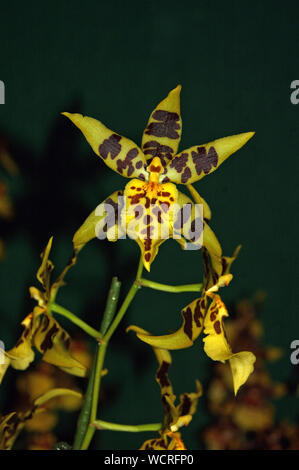 Grandi Oncidium orchidee su sfondo nero Foto Stock