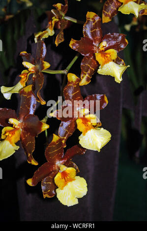 Grandi Oncidium orchidee su sfondo nero Foto Stock