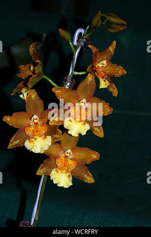 Grandi Oncidium orchidee su sfondo nero Foto Stock