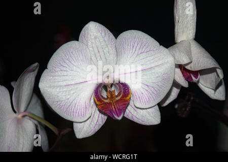 Bianco grande orchidee Phaleonopsis su sfondo nero Foto Stock