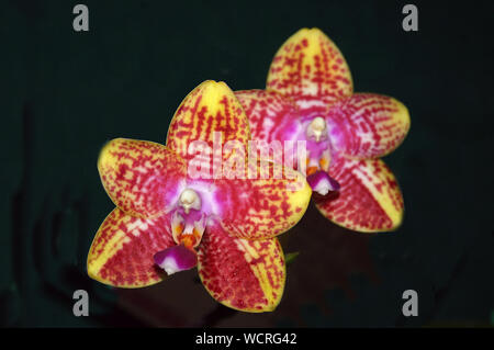 Colorate orchidee Phaleonopsis su sfondo nero Foto Stock