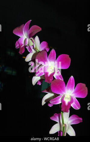 Orchidee colorate su sfondo nero Foto Stock