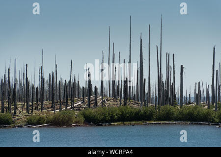 Il recupero della foresta da 2003 B&B complesso incendio al Lago di Wasco, Oregon, Stati Uniti d'America. Foto Stock
