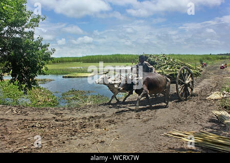 Gli agricoltori che separa le fibre di iuta da culmi.Narail,Bangladesh. Foto Stock