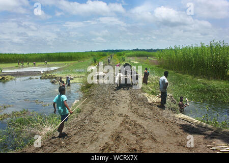 Gli agricoltori che separa le fibre di iuta da culmi.Narail,Bangladesh. Foto Stock