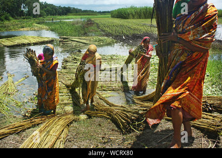 Gli agricoltori che separa le fibre di iuta da culmi.Narail,Bangladesh. Foto Stock