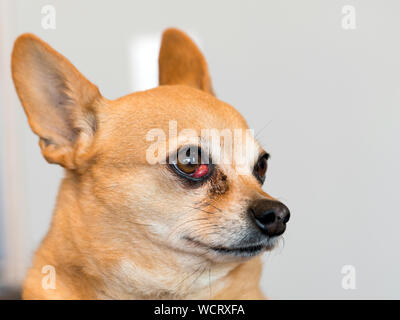 La ciliegia Occhio di cane - Cane Chiweenie ritratto Foto Stock