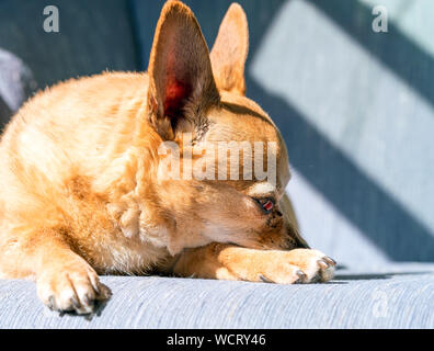 Chiweenie pigro cane dorme sul divano in presenza di luce solare Foto Stock