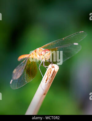 Dragonfly sulla punta di un bastone di bambù. Foto Stock