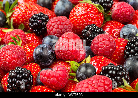 Colorato gustoso mix di bosco selvatico bacche. Fragole Lamponi Mirtilli e blackberry. alimentazione sana nutrizione cibo vegan concetto sfondo Foto Stock