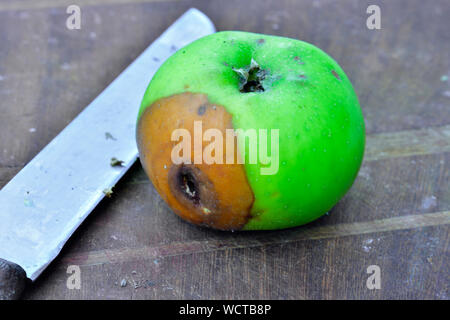 Apple con un marcio area sul tagliere di legno con il coltello Foto Stock