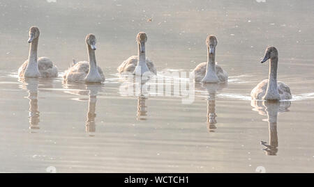 Un gruppo di cinque completamente cresciuti cigno fratelli germani nuotare in una linea. Foto Stock