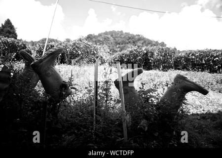 Bharat piantagione di tè, Cameron Highland, Malaysia: Foto Stock