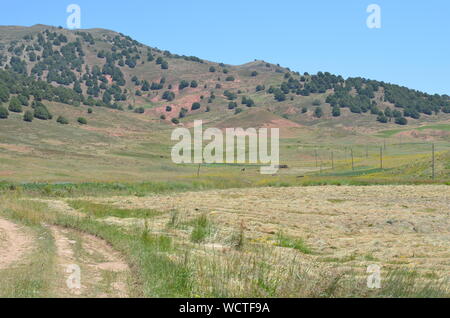 Hayfields delle montagne Hissar, southeastern Uzbekistan Foto Stock
