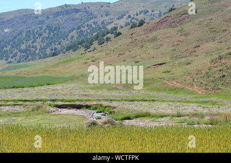 Hayfields delle montagne Hissar, southeastern Uzbekistan Foto Stock