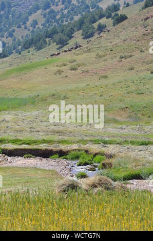 Hayfields delle montagne Hissar, southeastern Uzbekistan Foto Stock