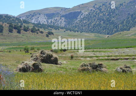 Hayfields delle montagne Hissar, southeastern Uzbekistan Foto Stock