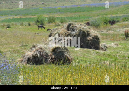 Hayfields delle montagne Hissar, southeastern Uzbekistan Foto Stock
