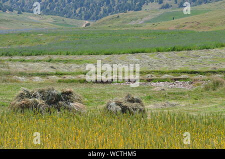 Hayfields delle montagne Hissar, southeastern Uzbekistan Foto Stock