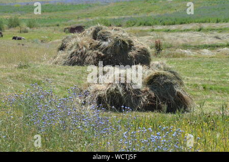 Hayfields delle montagne Hissar, southeastern Uzbekistan Foto Stock