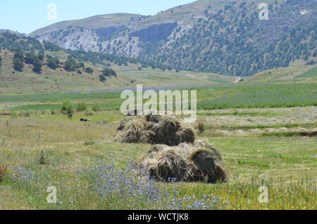 Hayfields delle montagne Hissar, southeastern Uzbekistan Foto Stock