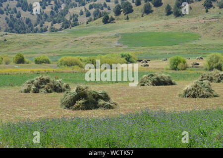 Hayfields delle montagne Hissar, southeastern Uzbekistan Foto Stock