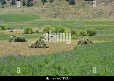 Hayfields delle montagne Hissar, southeastern Uzbekistan Foto Stock