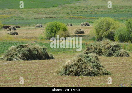 Hayfields delle montagne Hissar, southeastern Uzbekistan Foto Stock