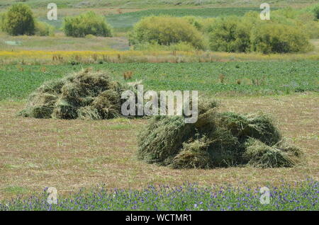 Hayfields delle montagne Hissar, southeastern Uzbekistan Foto Stock