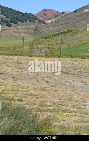Hayfields delle montagne Hissar, southeastern Uzbekistan Foto Stock
