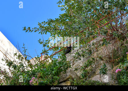 Un parassita gattino nero con colore giallo brillante occhi guarda verso il basso da un bordo di battuta circondata da fiori e piante nella città medievale di Matera, Italia Foto Stock