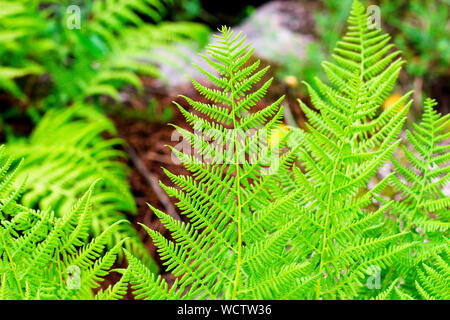 Verde foglie di felce crescente nella foresta. Una bellissima pianta che cresce molto tempo su questo pianeta. Foto Stock