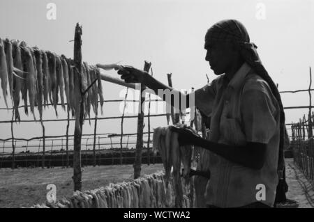 Un uomo si blocca pesce di mare su una impalcatura ad asciugare al sole a Dublar Char sul confine meridionale del Sundarbans, rivolta verso il golfo del Bengala. La pesca è la principale fonte di sostentamento degli isolani. Dublar Char, Khulna, Bangladesh. Il 1 novembre 2009. Foto Stock