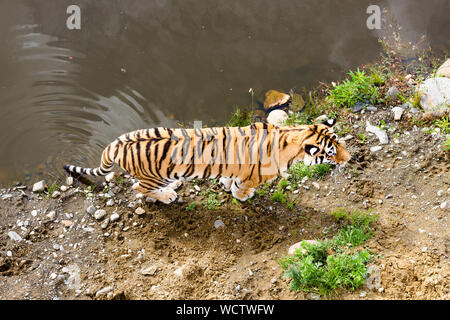 Vista la tigre dal di sopra. A Tiger passeggiate nei pressi di un laghetto lungo il litorale di sabbia. Foto Stock