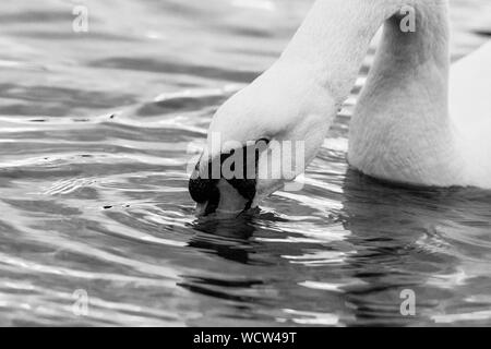 In bianco e nero della faccia del cigno Foto Stock