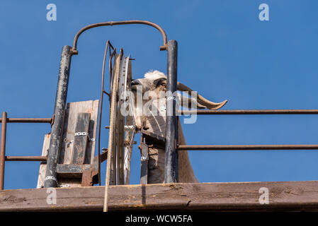 Armstrong, British Columbia, Canada - 23 Ottobre 2016: Caprone in piedi capra piattaforma ruota gira per tirare su la benna di cibo presso Il Fienile di registro Foto Stock