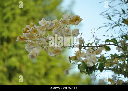 Fiori di colore giallo proveniente da una parete di cielo, con un albero al di fuori della messa a fuoco in background Foto Stock